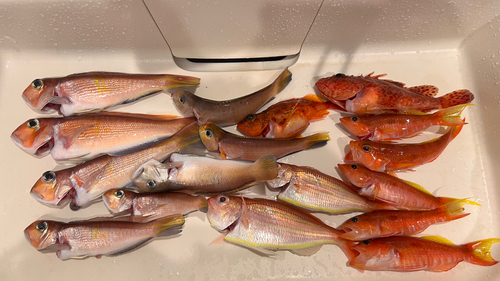 シロアマダイの釣果