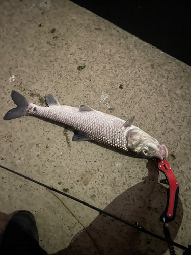 ニゴイの釣果