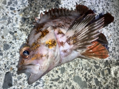 オウゴンムラソイの釣果