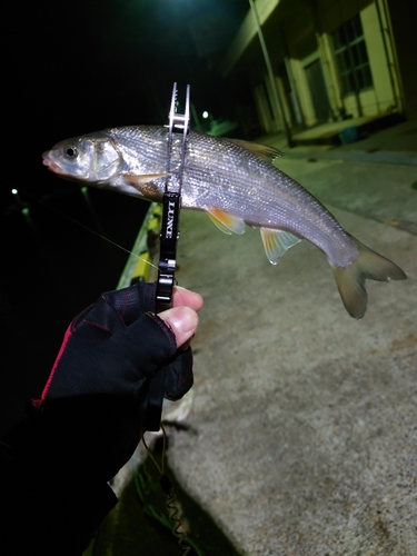 ウグイの釣果