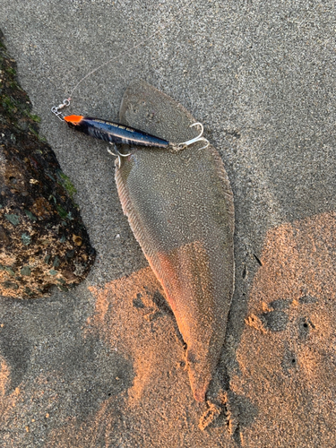 シタビラメの釣果