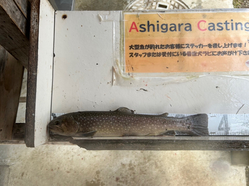 イワナの釣果