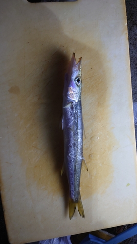 カマスの釣果