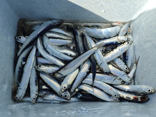 カタクチイワシの釣果