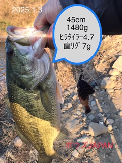 ブラックバスの釣果