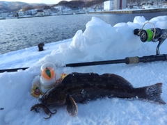 アイナメの釣果