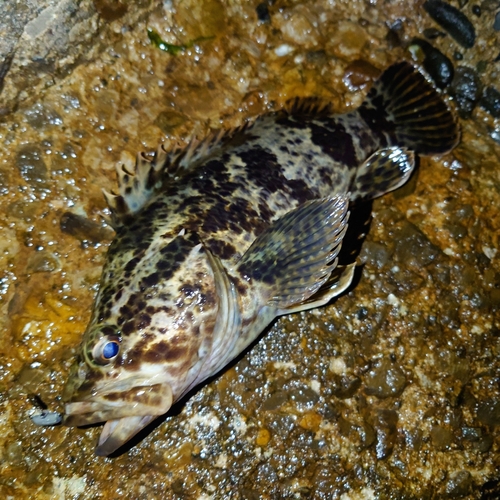 タケノコメバルの釣果