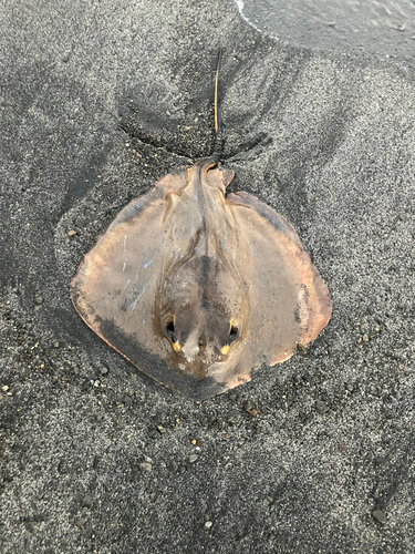 アカエイの釣果