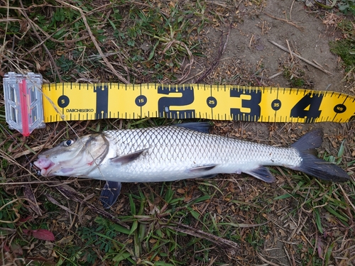 ニゴイの釣果