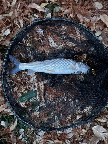 ニゴイの釣果