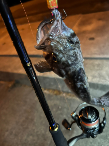 クロソイの釣果