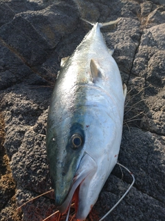 ブリの釣果