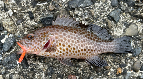 オオモンハタの釣果