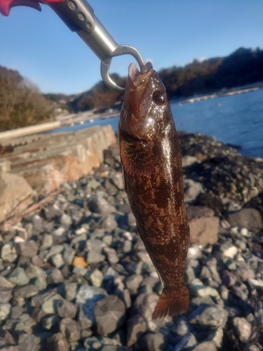 アイナメの釣果