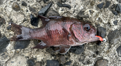 ヨコスジイシモチの釣果