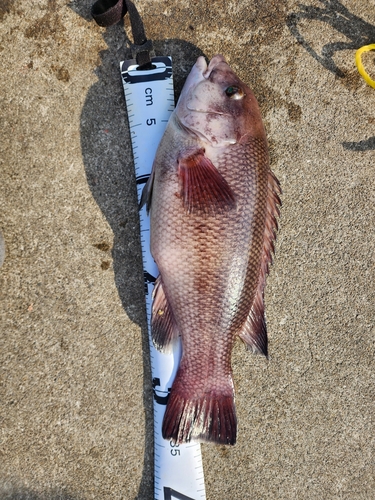 コブダイの釣果