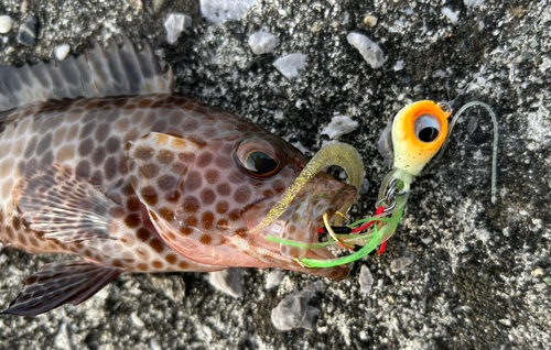 オオモンハタの釣果