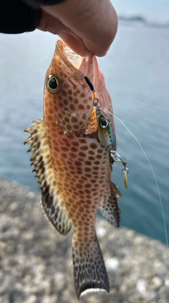 オオモンハタの釣果