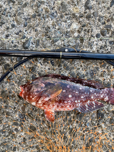 ブダイの釣果