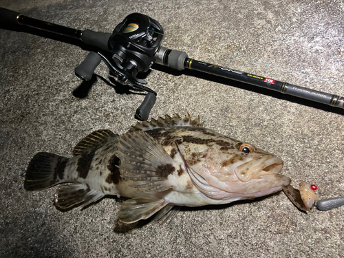 ベッコウゾイの釣果