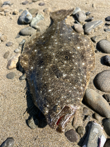 ヒラメの釣果