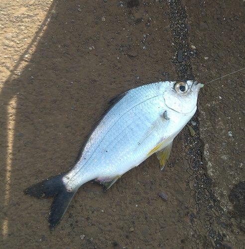 クロサギの釣果