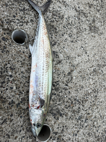 釣果