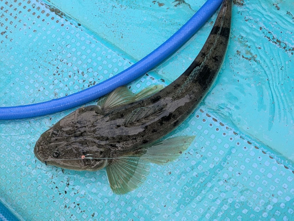 釣りバカじいさんさんの釣果 3枚目の画像