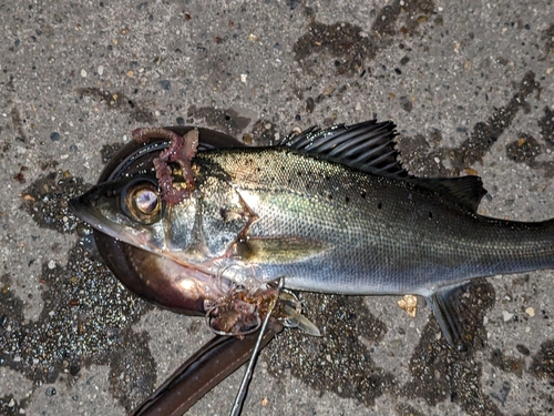 アナゴの釣果