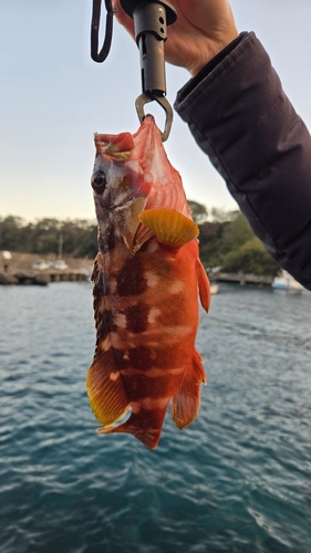 アカハタの釣果