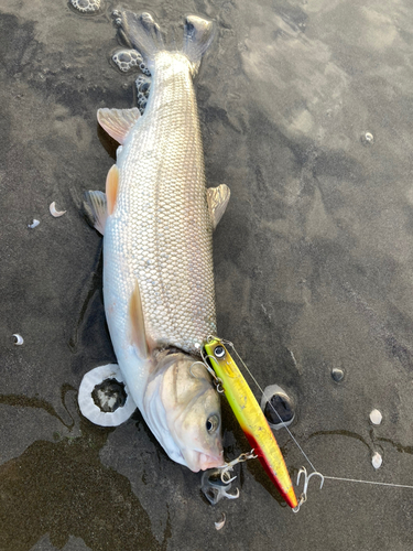 ウグイの釣果