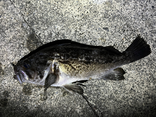 ソイの釣果