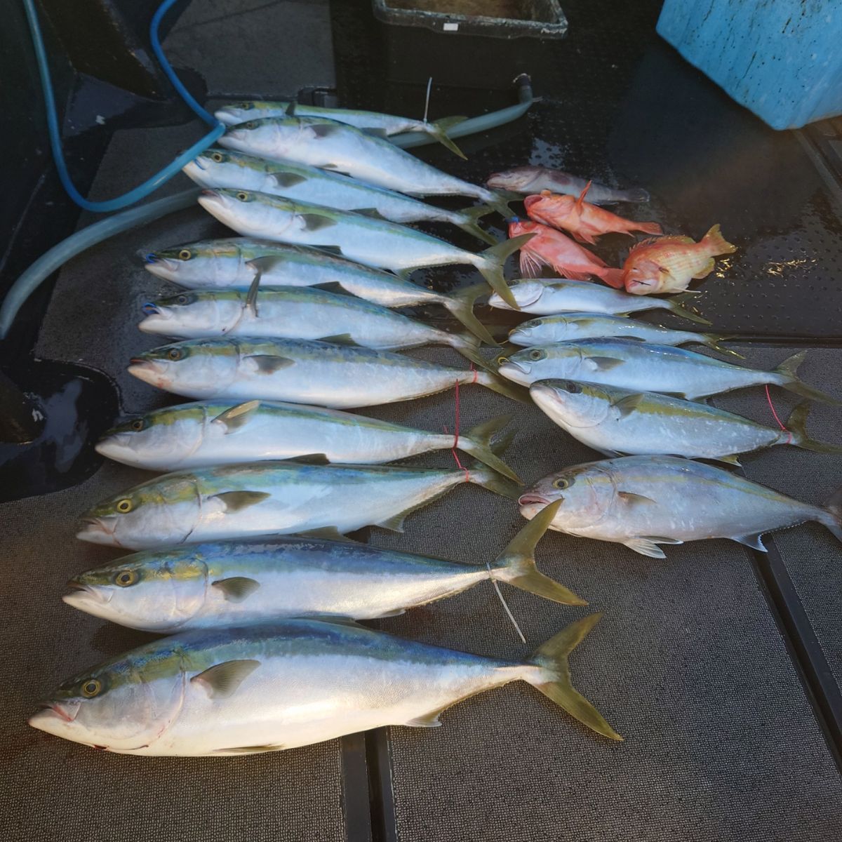 九三丸さんの釣果 3枚目の画像