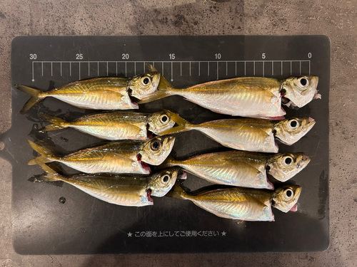 アジの釣果