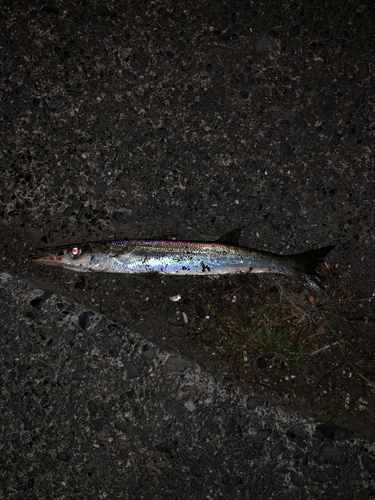 アカカマスの釣果