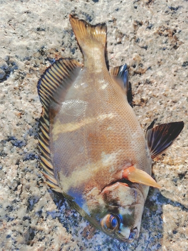 コショウダイの釣果