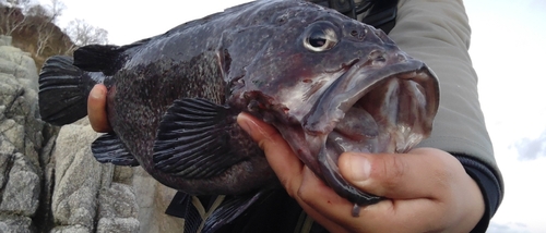 マゾイの釣果