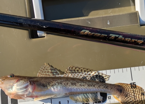 マハゼの釣果