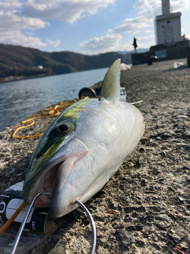 ハマチの釣果