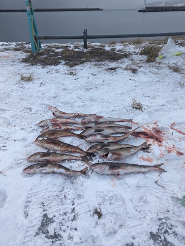 ホッケの釣果