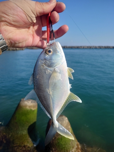 ロウニンアジの釣果