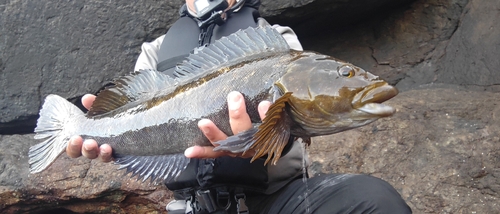 アイナメの釣果