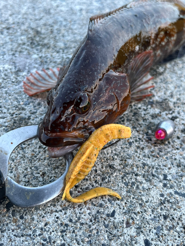 アイナメの釣果