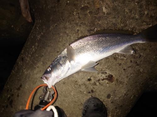 オオニベの釣果