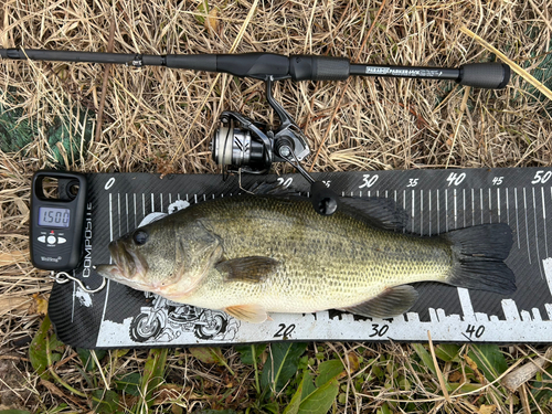 ブラックバスの釣果