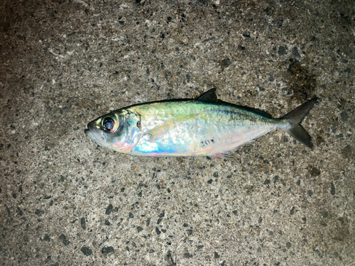 メアジの釣果