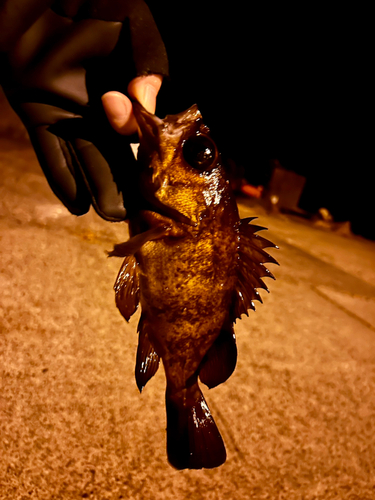 メバルの釣果