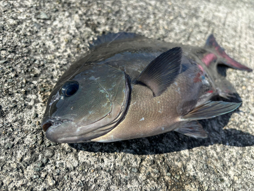 熱海港海釣り施設