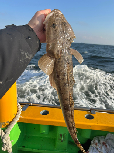 マゴチの釣果