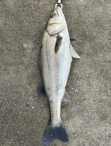 スズキの釣果